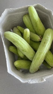 קרפצ’יו פאקוס