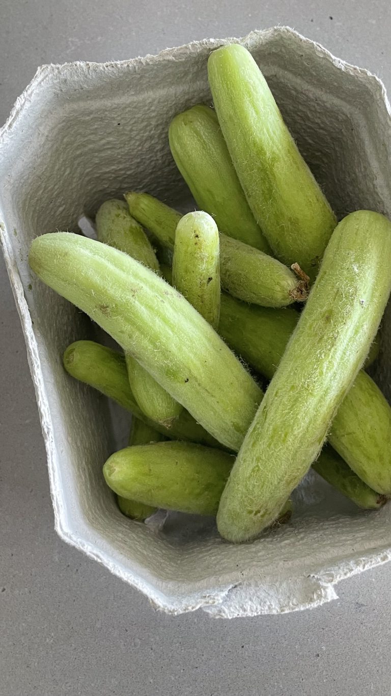 קרפצ’יו פאקוס