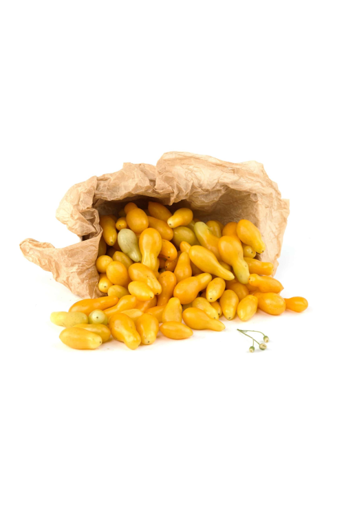 עגבניות שרי צהוב