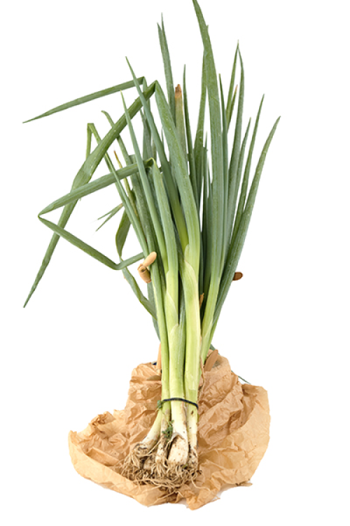 ירוקים